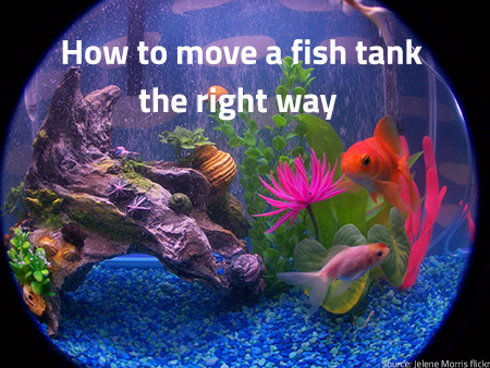 How To Move A Fish Tank The Right Way