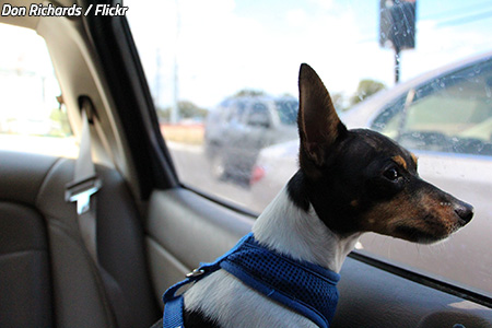 The Ultimate Guide To Moving With Dogs A New Home Moving Cross Country With A Dog