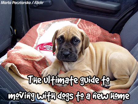 The Ultimate Guide To Moving With Dogs A New Home How Moving Affects Dogs